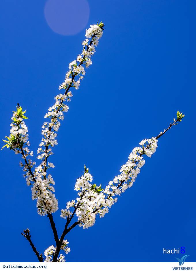 Hoa Mận Mộc Châu Bung Nở Đón Xuân Sang - Ảnh 11 Hoa Mận Mộc Châu Bung Nở Đón Xuân Sang - Ảnh 11