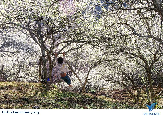 Hoa Mận Mộc Châu Bung Nở Đón Xuân Sang - Ảnh 6 Hoa Mận Mộc Châu Bung Nở Đón Xuân Sang - Ảnh 6