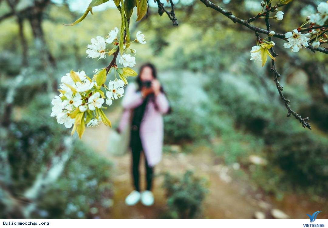 Hoa Mơ Nở Trắng Mộc Châu - Ảnh 3 Hoa Mơ Nở Trắng Mộc Châu - Ảnh 3