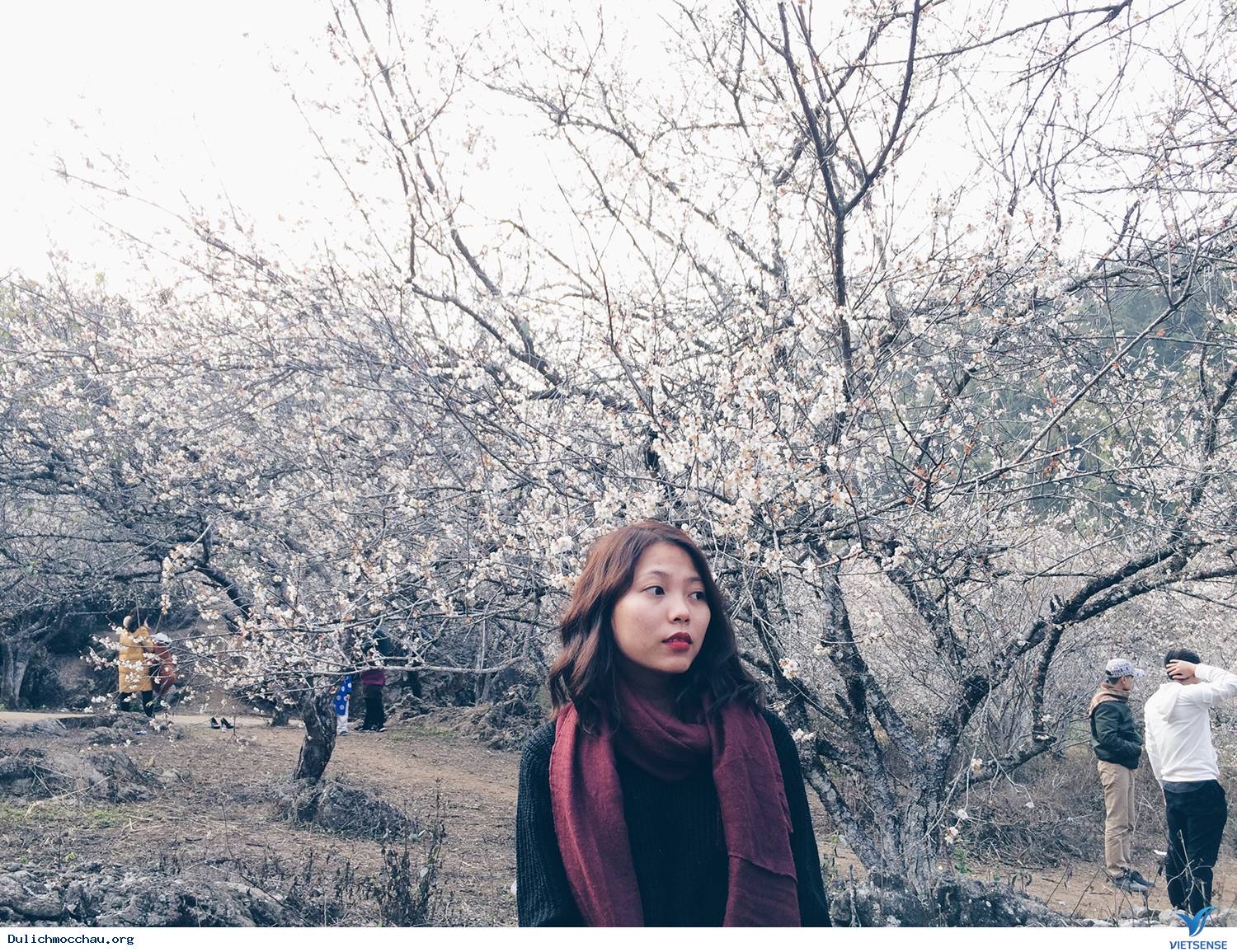 Hoa Mơ Nở Trắng Mộc Châu - Ảnh 2 Hoa Mơ Nở Trắng Mộc Châu - Ảnh 2