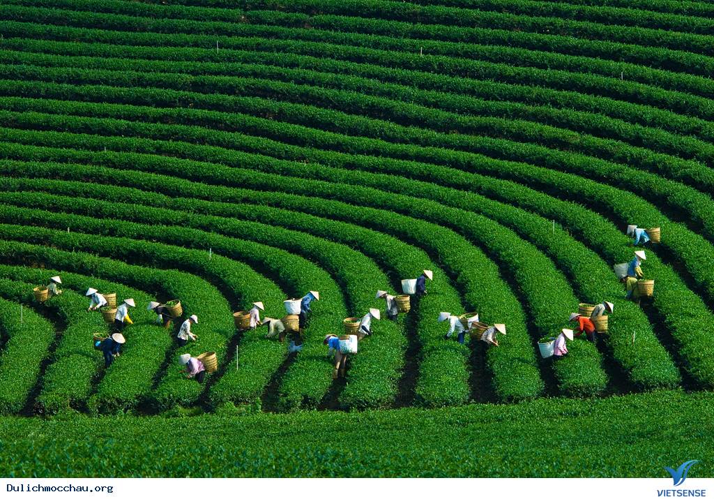 Huyền Ảo Cao Nguyên Mộc Châu Trong Sương Sớm - Ảnh 2