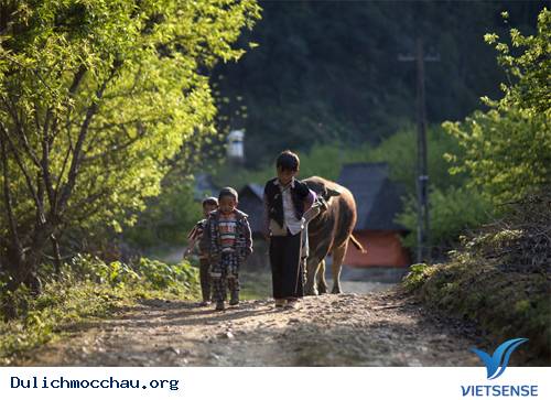 Huyền Ảo Cao Nguyên Mộc Châu Trong Sương Sớm - Ảnh 4