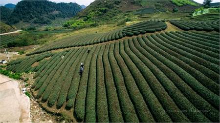 Khám Phá Đồi Chè Mộc Châu Tuyệt Đẹp Từ Góc Nhìn Flycam - Ảnh 6 Khám Phá Đồi Chè Mộc Châu Tuyệt Đẹp Từ Góc Nhìn Flycam - Ảnh 6