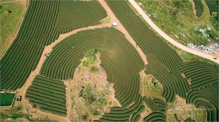 Khám Phá Đồi Chè Mộc Châu Tuyệt Đẹp Từ Góc Nhìn Flycam - Ảnh 8 Khám Phá Đồi Chè Mộc Châu Tuyệt Đẹp Từ Góc Nhìn Flycam - Ảnh 8