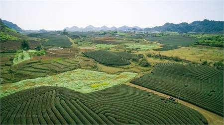 Khám Phá Đồi Chè Mộc Châu Tuyệt Đẹp Từ Góc Nhìn Flycam - Ảnh 7 Khám Phá Đồi Chè Mộc Châu Tuyệt Đẹp Từ Góc Nhìn Flycam - Ảnh 7