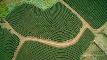 Khám Phá Đồi Chè Mộc Châu Tuyệt Đẹp Từ Góc Nhìn Flycam - Ảnh 1 Khám Phá Đồi Chè Mộc Châu Tuyệt Đẹp Từ Góc Nhìn Flycam - Ảnh 1