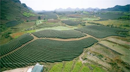 Khám Phá Đồi Chè Mộc Châu Tuyệt Đẹp Từ Góc Nhìn Flycam - Ảnh 4 Khám Phá Đồi Chè Mộc Châu Tuyệt Đẹp Từ Góc Nhìn Flycam - Ảnh 4