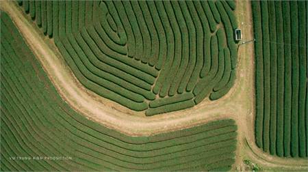 Khám Phá Đồi Chè Mộc Châu Tuyệt Đẹp Từ Góc Nhìn Flycam - Ảnh 3 Khám Phá Đồi Chè Mộc Châu Tuyệt Đẹp Từ Góc Nhìn Flycam - Ảnh 3