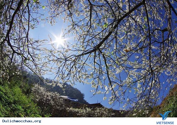 khu thăm quan Quốc gia Mộc Châu - Ảnh 1 khu thăm quan Quốc gia Mộc Châu - Ảnh 1