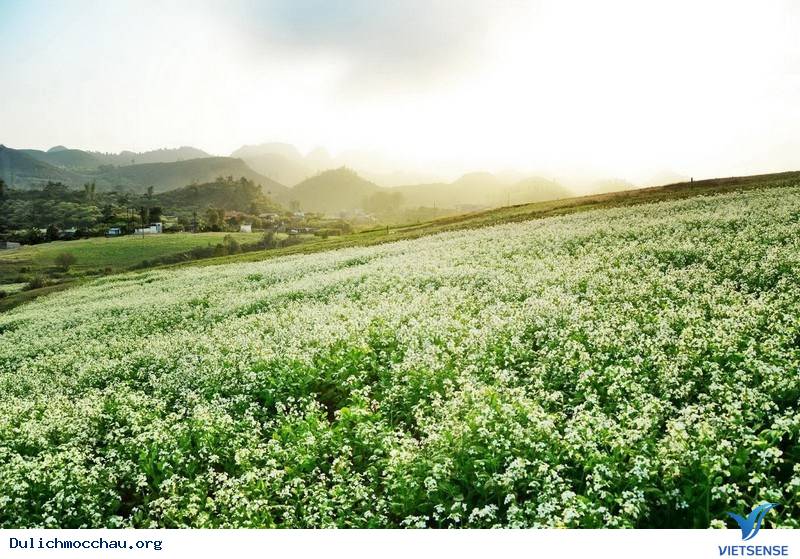 Vườn hoa cải tại bản Bó Bun, thị trấn Nông trường Mộc Châu