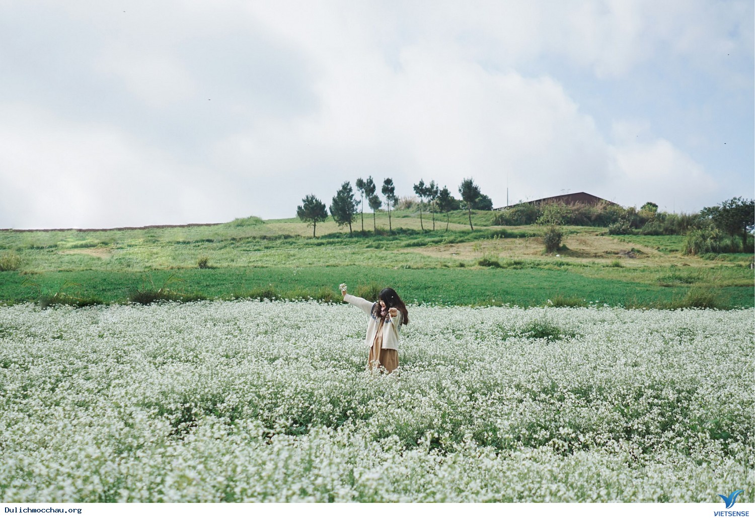 Những Điều Cần Biết Về Mùa Hoa Cải Mộc Châu - Ảnh 1 Những Điều Cần Biết Về Mùa Hoa Cải Mộc Châu - Ảnh 1