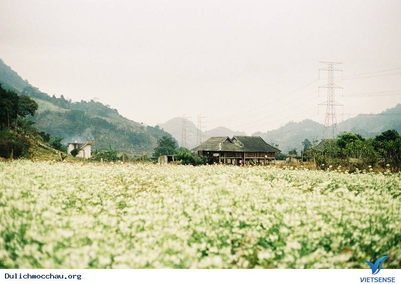 Thời điểm lý tưởng để “săn” hoa cải Mộc Châu Thời điểm lý tưởng để “săn” hoa cải Mộc Châu