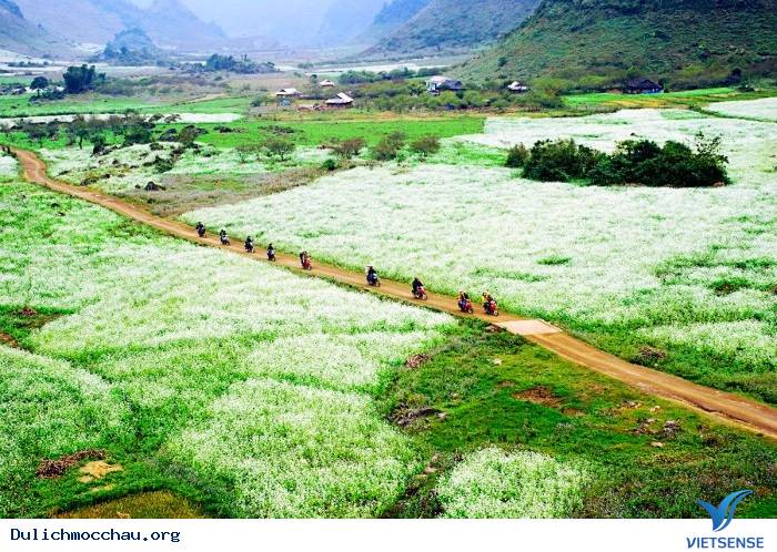 Kinh nghiệm phượt Hoa Cải - Mộc Châu từ A-Z - Ảnh 1