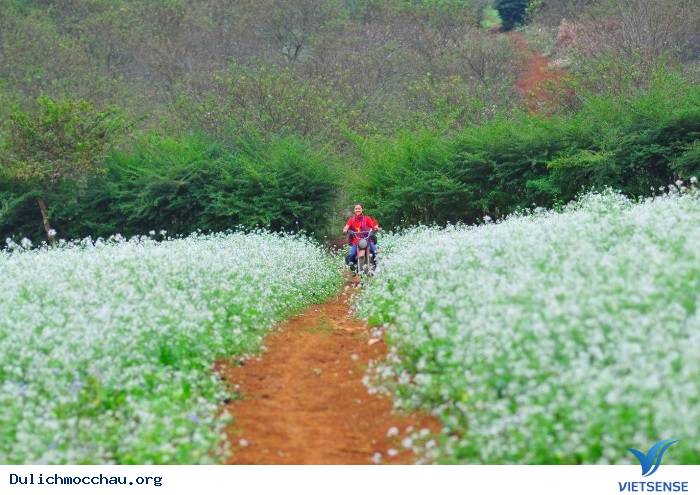 Kinh nghiệm phượt Hoa Cải - Mộc Châu từ A-Z - Ảnh 6