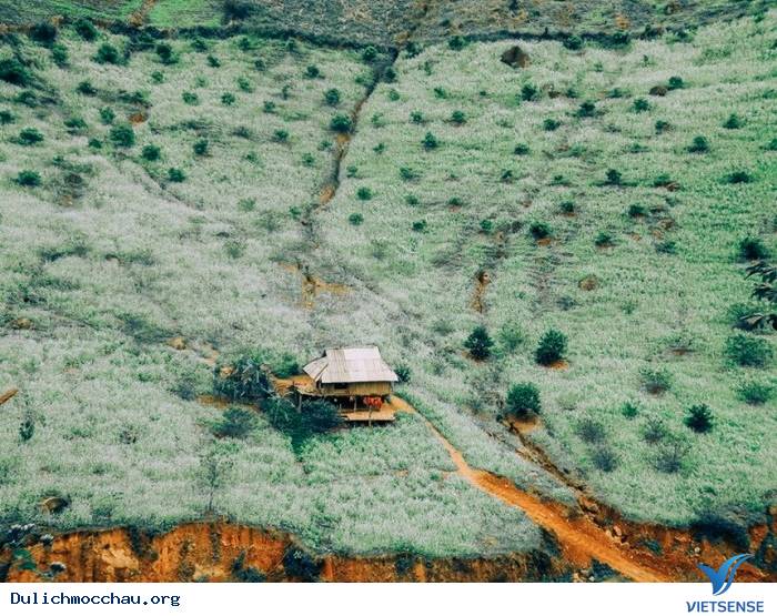 Kinh nghiệm phượt Hoa Cải - Mộc Châu từ A-Z - Ảnh 4