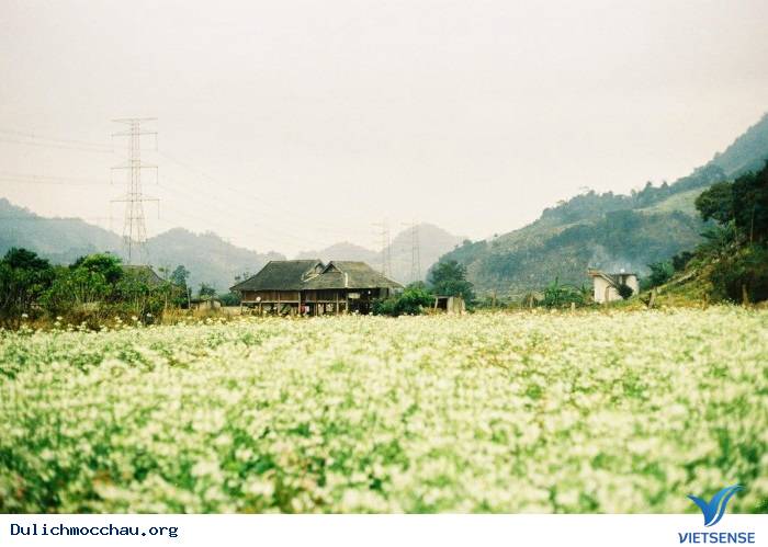 Kinh nghiệm phượt Hoa Cải - Mộc Châu từ A-Z - Ảnh 2