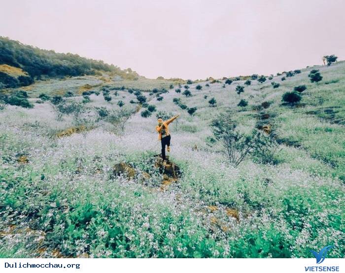 Kinh nghiệm phượt Hoa Cải - Mộc Châu từ A-Z - Ảnh 3