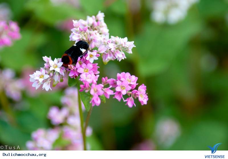 Ký Sự Mộc Châu Những Ngày Cuối Tháng 2 - Ảnh 3