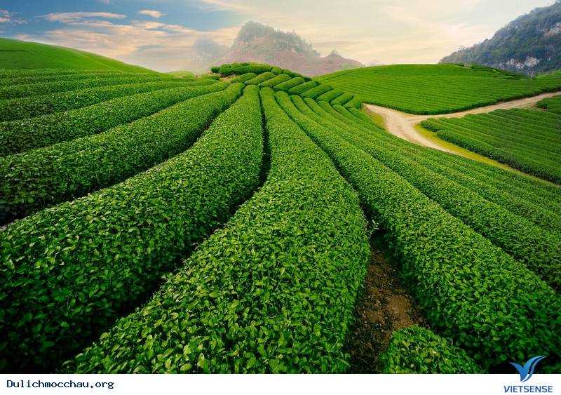 Ký Sự Mộc Châu Những Ngày Cuối Tháng 2 - Ảnh 2