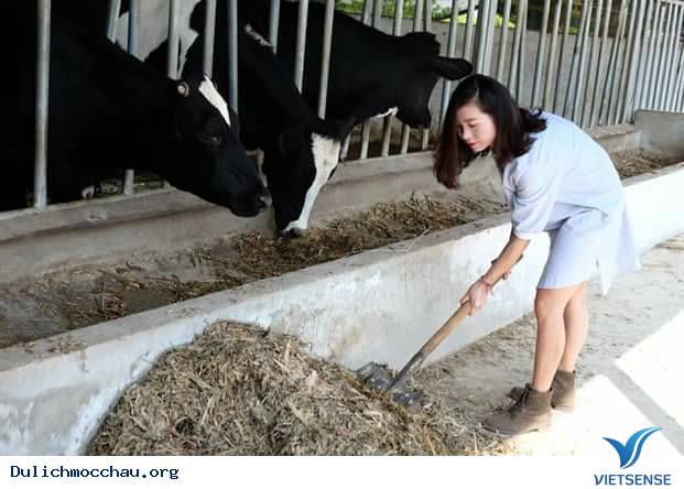 Ký sự một ngày làm cô chăn bò Mộc Châu - Ảnh 3 Ký sự một ngày làm cô chăn bò Mộc Châu - Ảnh 3