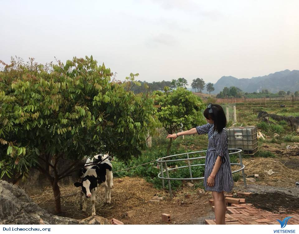 Ký sự một ngày làm cô chăn bò Mộc Châu - Ảnh 4 Ký sự một ngày làm cô chăn bò Mộc Châu - Ảnh 4