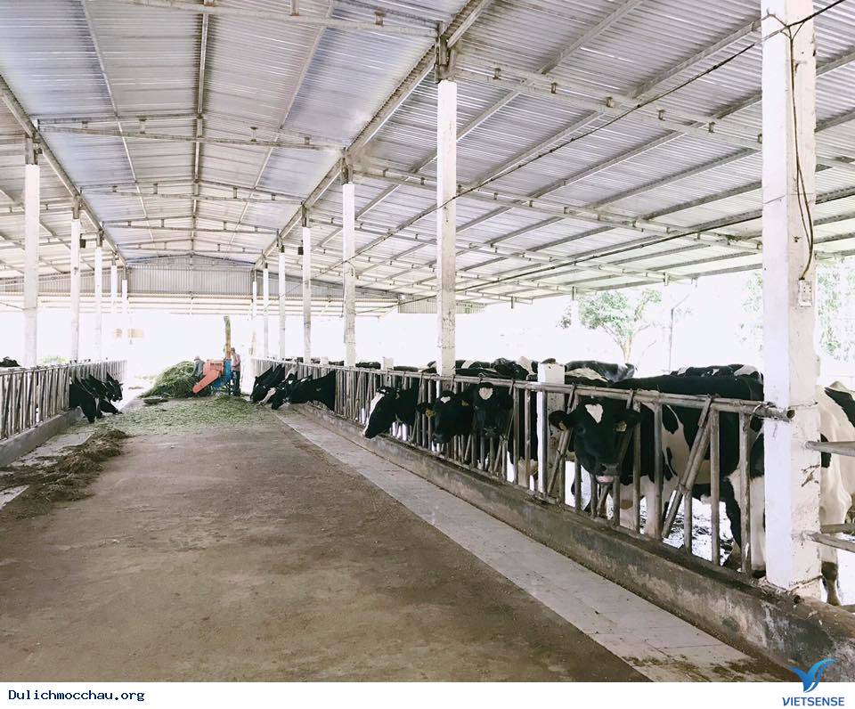 Ký sự một ngày làm cô chăn bò Mộc Châu - Ảnh 1 Ký sự một ngày làm cô chăn bò Mộc Châu - Ảnh 1