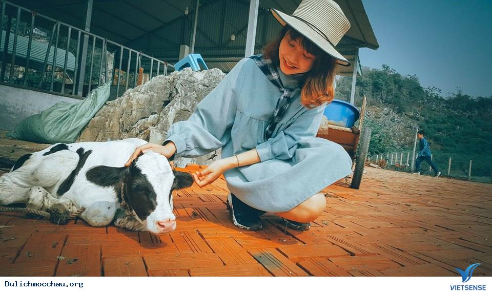 Ký sự một ngày làm cô chăn bò Mộc Châu - Ảnh 8 Ký sự một ngày làm cô chăn bò Mộc Châu - Ảnh 8