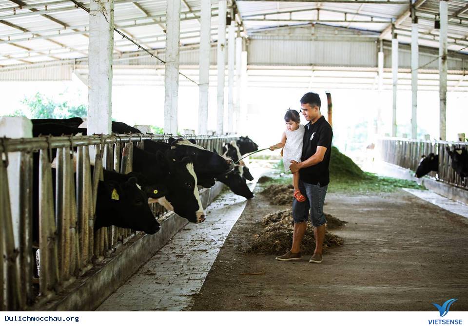 Ký sự một ngày làm cô chăn bò Mộc Châu - Ảnh 5 Ký sự một ngày làm cô chăn bò Mộc Châu - Ảnh 5