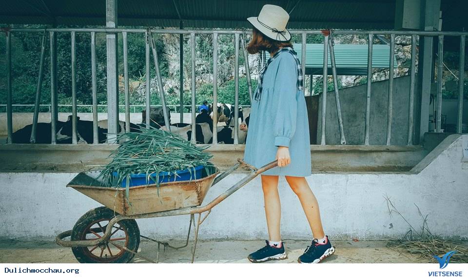 Ký sự một ngày làm cô chăn bò Mộc Châu - Ảnh 2 Ký sự một ngày làm cô chăn bò Mộc Châu - Ảnh 2