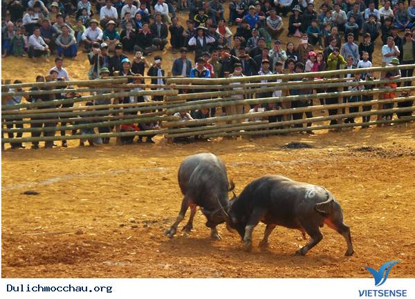 Lễ hội chọi trâu- Mộc Châu - Ảnh 2