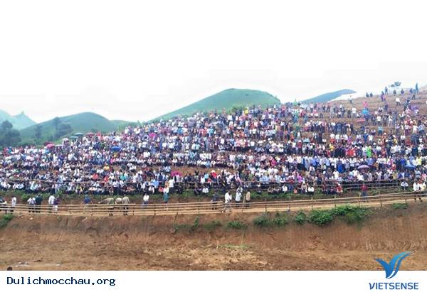 Lễ hội chọi trâu- Mộc Châu - Ảnh 1