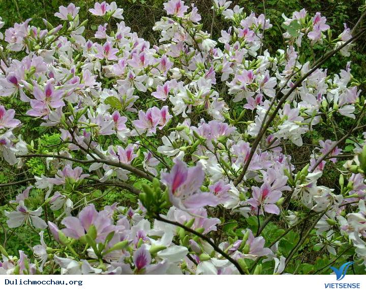 Hoa ban Mộc Châu Hoa ban Mộc Châu