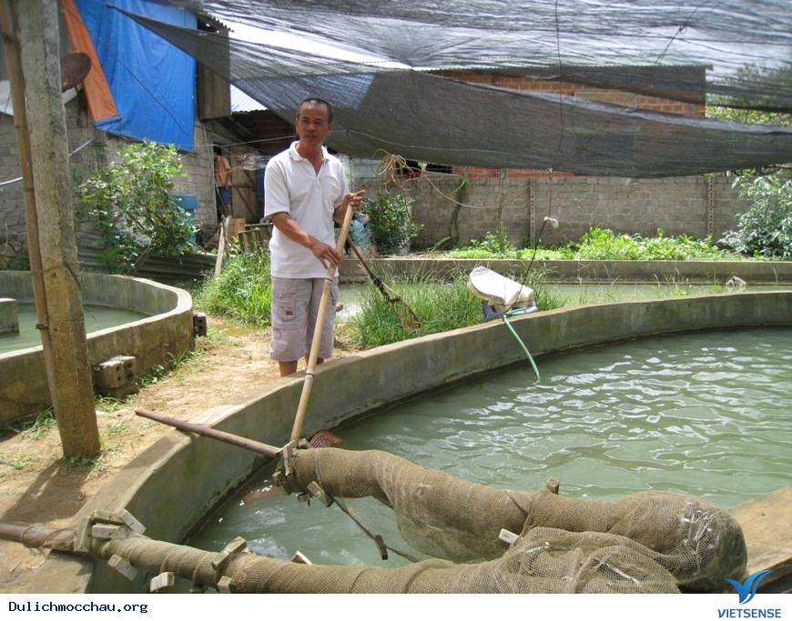 Lên Mộc Châu Ăn Cá Hồi Tươi - Ảnh 3 Lên Mộc Châu Ăn Cá Hồi Tươi - Ảnh 3