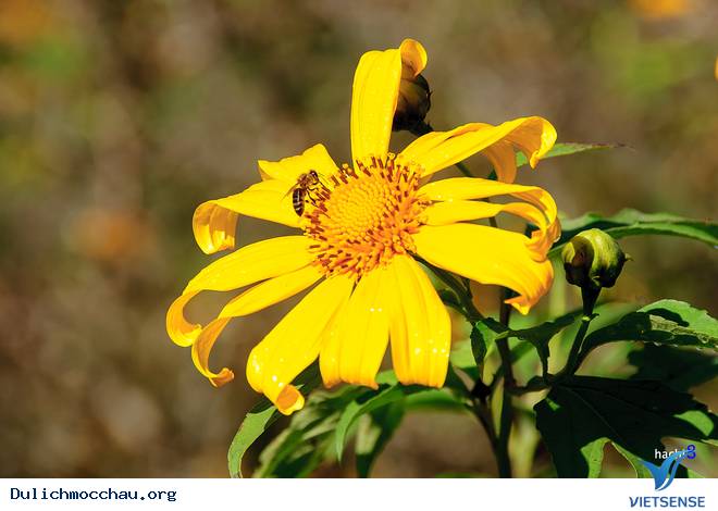 Lên Mộc Châu Khám Phá Mùa Hoa Dã Quỳ Nở - Ảnh 1 Lên Mộc Châu Khám Phá Mùa Hoa Dã Quỳ Nở - Ảnh 1