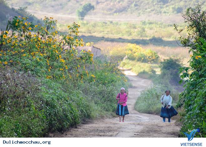 Lên Mộc Châu Khám Phá Mùa Hoa Dã Quỳ Nở - Ảnh 3 Lên Mộc Châu Khám Phá Mùa Hoa Dã Quỳ Nở - Ảnh 3