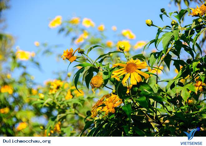Lên Mộc Châu Khám Phá Mùa Hoa Dã Quỳ Nở - Ảnh 2 Lên Mộc Châu Khám Phá Mùa Hoa Dã Quỳ Nở - Ảnh 2