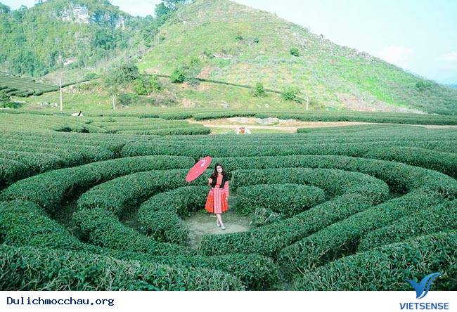 Mãn nhãn đồi chè xanh mướt mát thương nhớ ở Mộc Châu - Ảnh 3 Mãn nhãn đồi chè xanh mướt mát thương nhớ ở Mộc Châu - Ảnh 3
