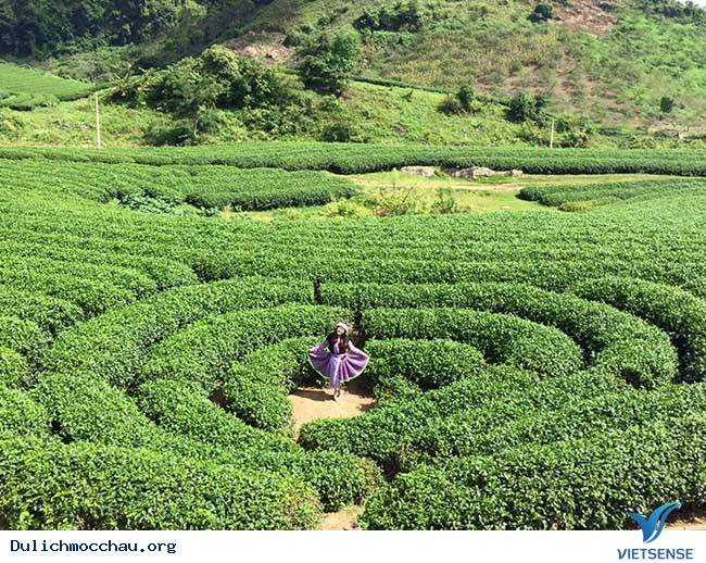 Mãn nhãn đồi chè xanh mướt mát thương nhớ ở Mộc Châu - Ảnh 2 Mãn nhãn đồi chè xanh mướt mát thương nhớ ở Mộc Châu - Ảnh 2