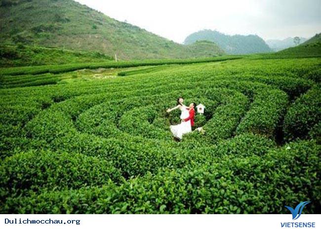 Mãn nhãn đồi chè xanh mướt mát thương nhớ ở Mộc Châu - Ảnh 5 Mãn nhãn đồi chè xanh mướt mát thương nhớ ở Mộc Châu - Ảnh 5