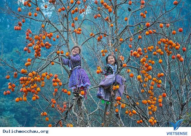 Mê mẩn vườn hồng trĩu quả tại Mộc Châu – thiên đường sống ảo mới - Ảnh 1 Mê mẩn vườn hồng trĩu quả tại Mộc Châu – thiên đường sống ảo mới - Ảnh 1