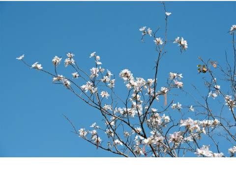 Mộc Châu - Một Trong 3 Điểm Đến Hữu Tình Dịp Đầu Xuân - Ảnh 3