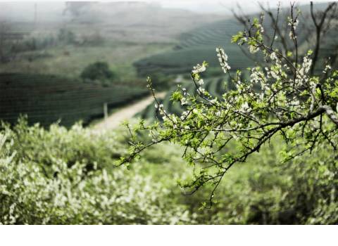 Mộc Châu - Một Trong 3 Điểm Đến Hữu Tình Dịp Đầu Xuân - Ảnh 1