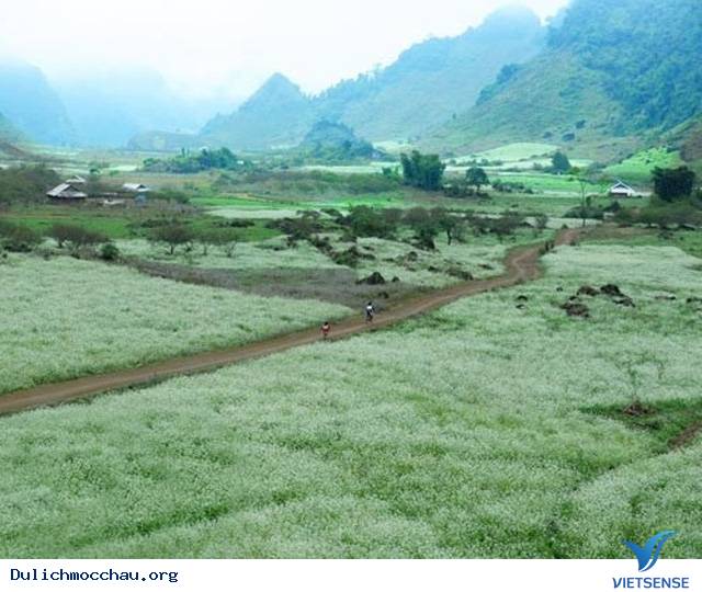 Cao nguyên Mộc Châu