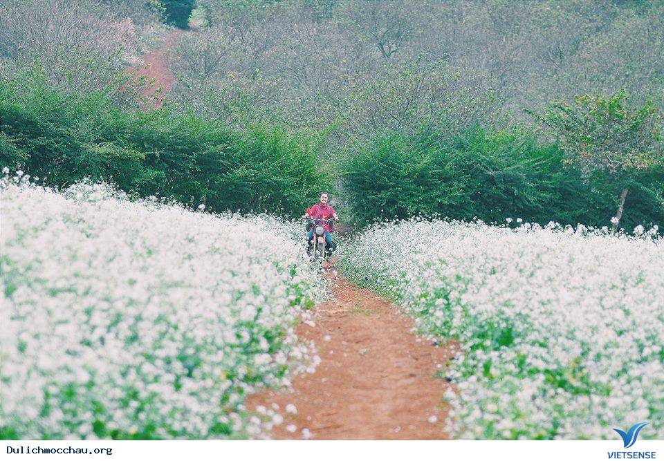 Mộc Châu - Những Con Đường Đẹp Như Mơ - Ảnh 4