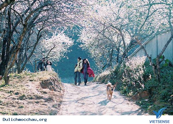 Mộc Châu - Những Con Đường Đẹp Như Mơ - Ảnh 3