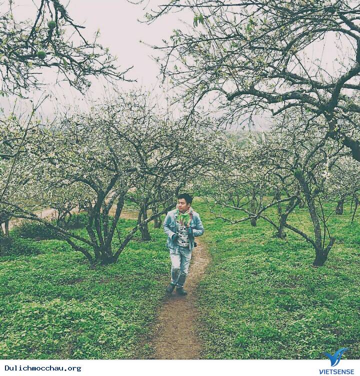 Mộc Châu - Những Con Đường Đẹp Như Mơ - Ảnh 8