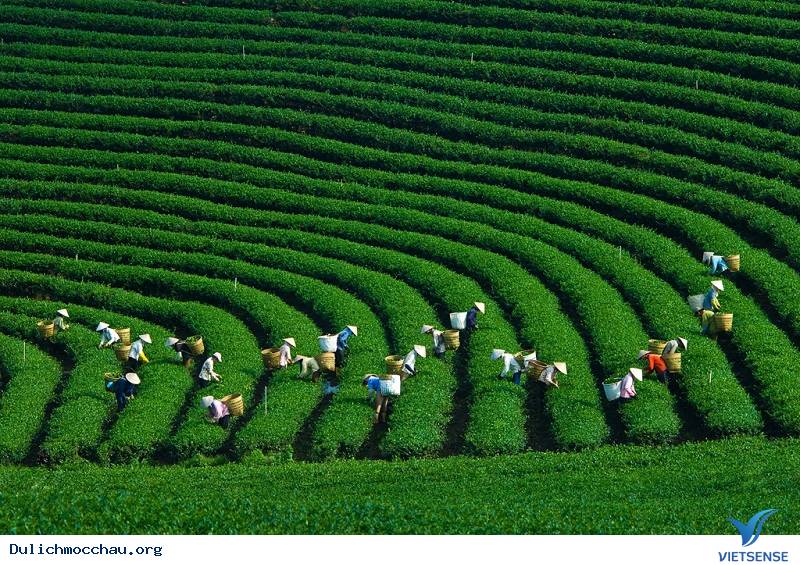 Mộc Châu Mộc Châu