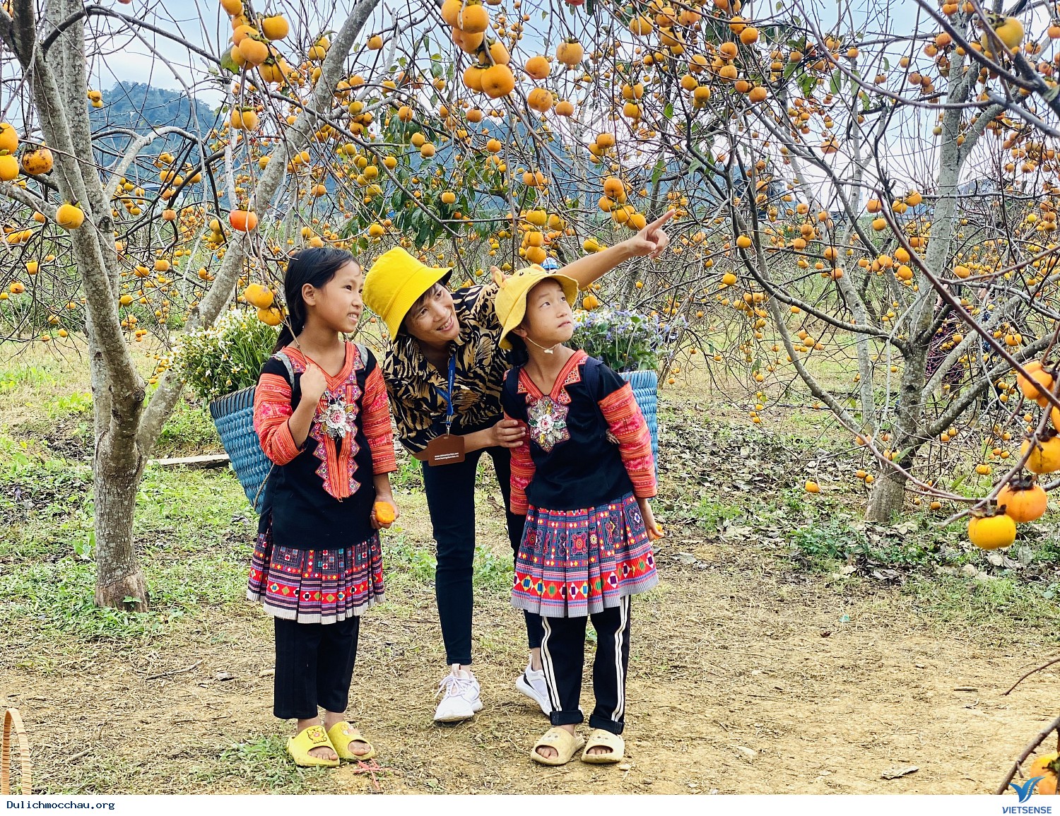 Mộc Châu - Vườn Hồng Mộc Châu - Vườn hoa Mận - Ảnh 3