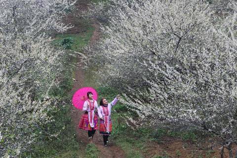 Mộc Châu bốn mùa rực rỡ sắc hoa - Ảnh 3