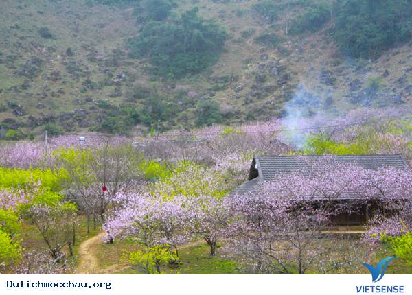 Mộc Châu bốn mùa rực rỡ sắc hoa - Ảnh 1